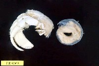 藏品(柄真寄居蟹)的圖片